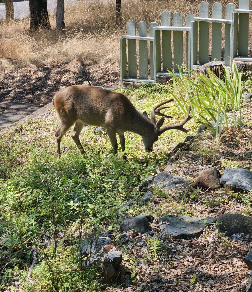 Big stag eating our myrtle. 